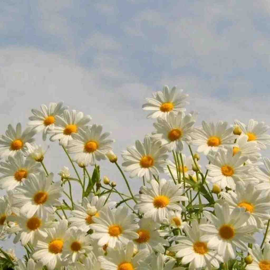 سیا و هودادکا و ناجی و مسلک و شایع و مسین اگه رفتم