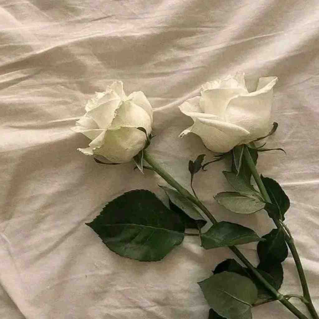 تتلو و پوری و شایع و مسلک و ناجی و هیپهاپولوژیست نبض دل