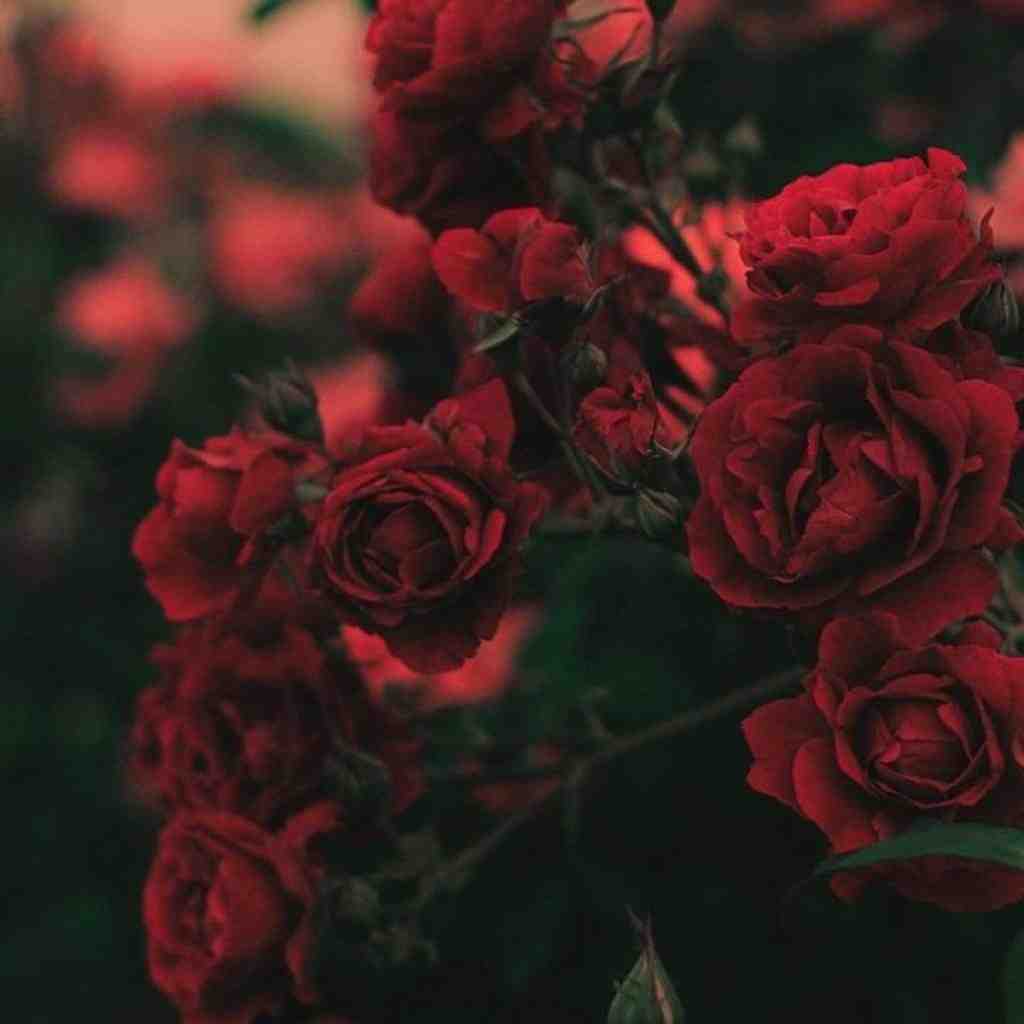 سینا سرلک و ناجی و سورنا و تتلو تو اون سالها