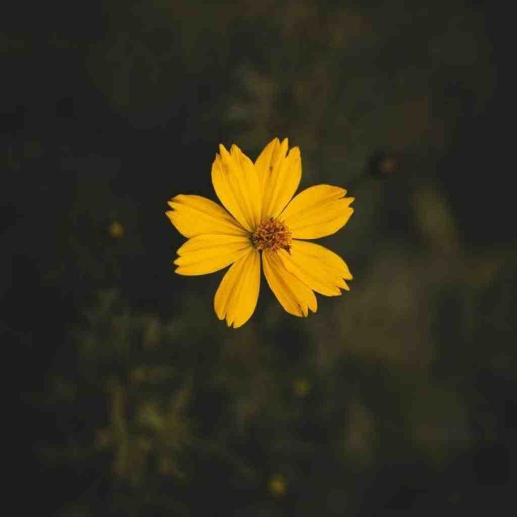 ناجی و دانیال و پوری و سورنا و بهرام بازنده