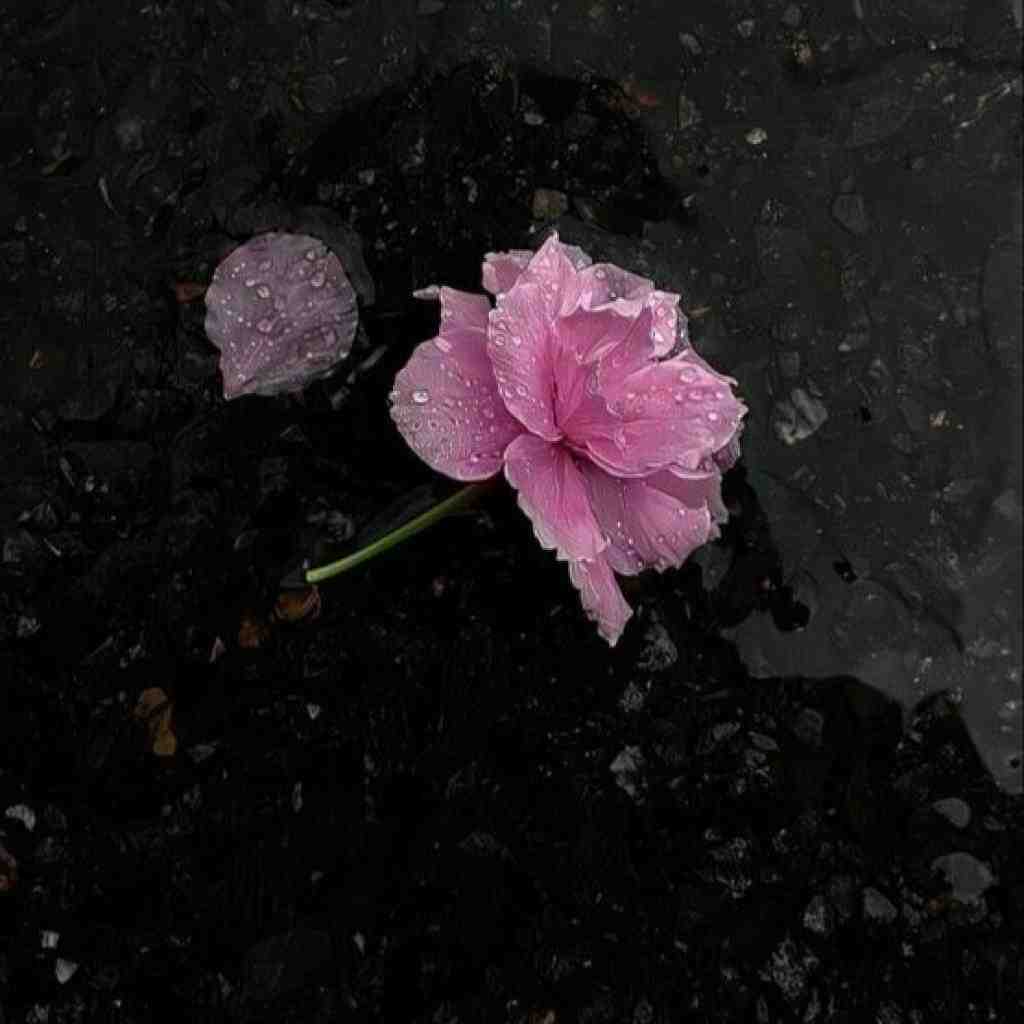 سورنا و خلوت و شایع و دانیال سرطان