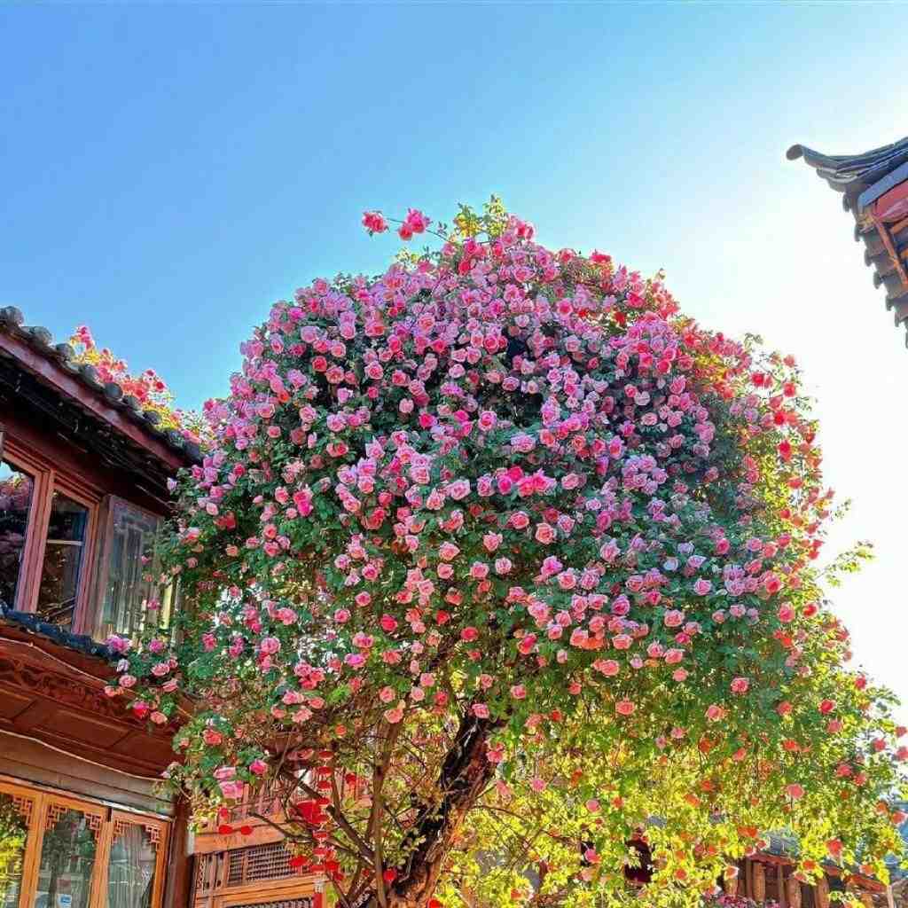 مرتضی پاشایی و شادمهر عقیلی و حمید صفت و سورنا و شایع و بیبال و ناجی تو رفتی