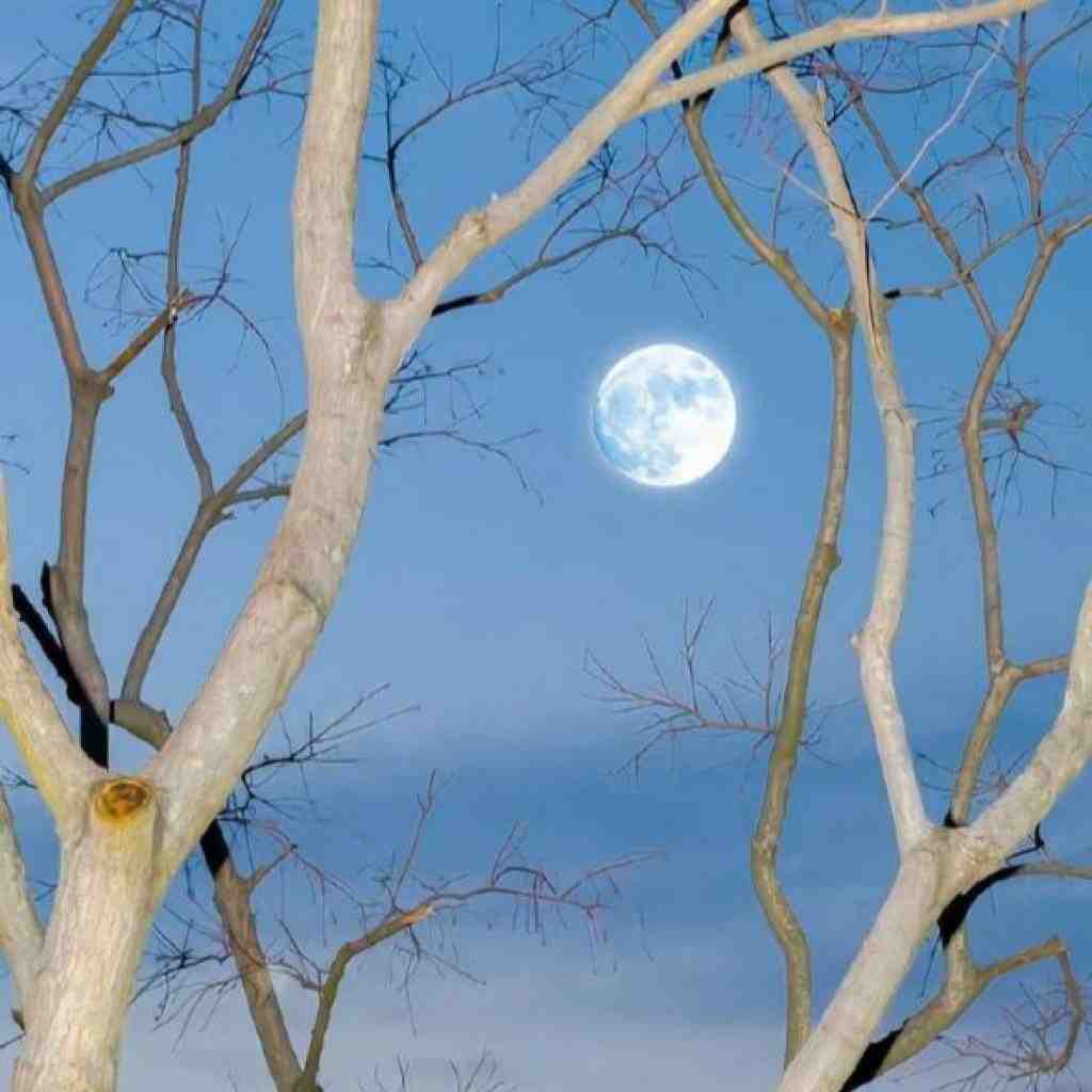 بهرام و سورنا اسیر