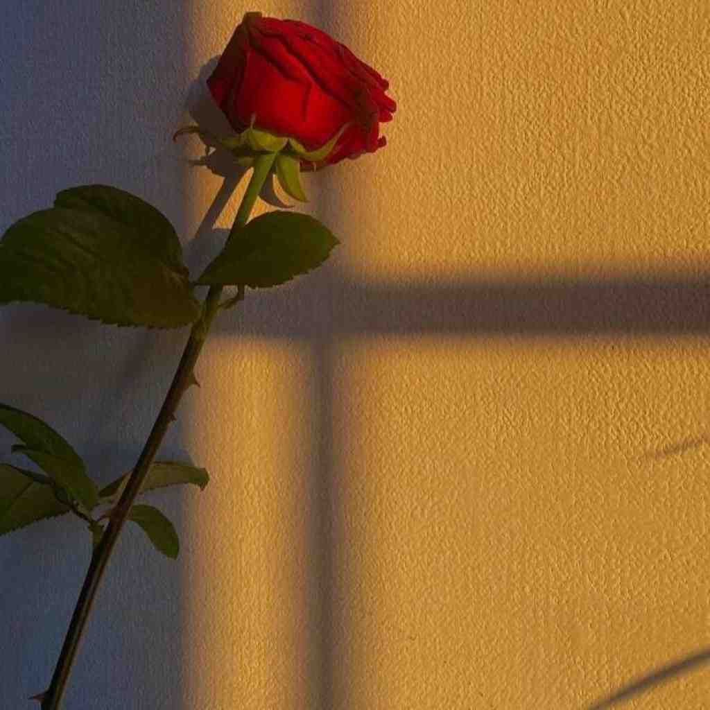 سورنا و یاس و مهدیار و رضا میرطاهر پول پرست