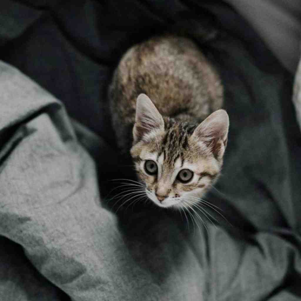 ایسین و تتلو و شاهی و سورنا و دانیال و ناجی یکی هست 3