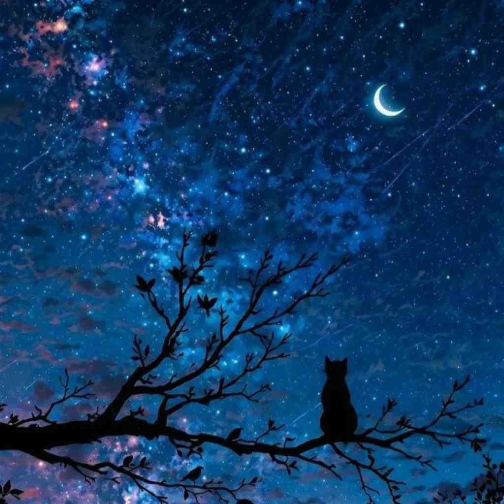 شایع و سورنا و بیبال و بهرام و مسلک دلتنگی