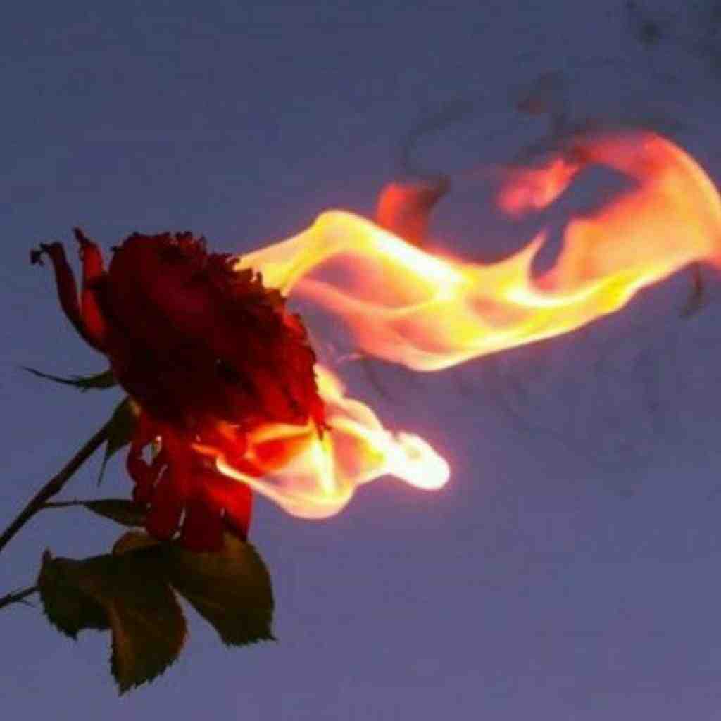 تتلو و سینا ساعی و ایسین و مهیاد و هیپهاپولوژیست و سامی لون زخمی 2