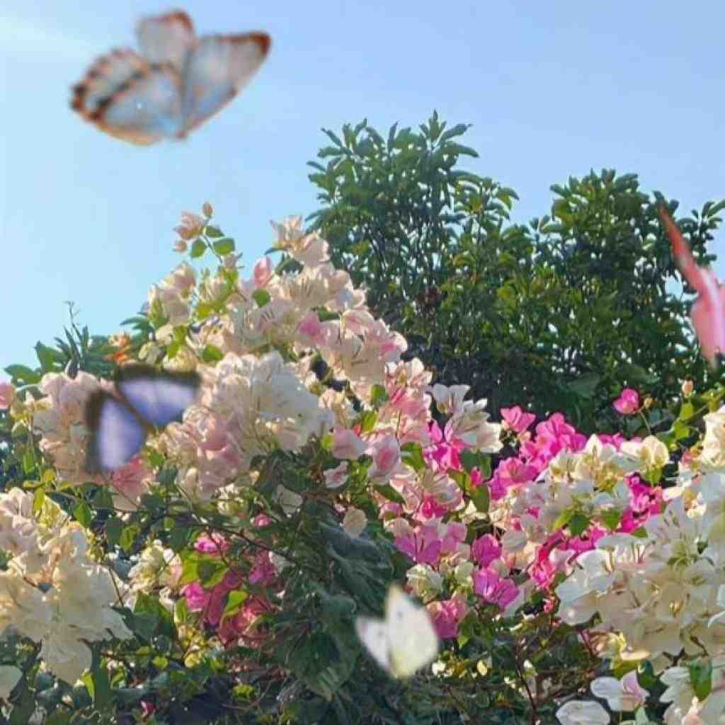 هیچکس و شایع و صادق و عارض و تس افکار پریشون