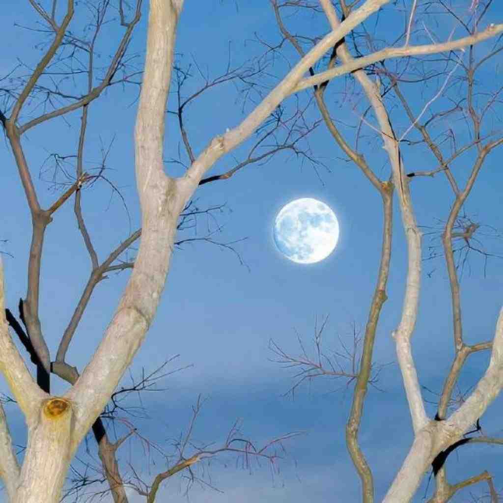 یاس و پیشرو و ساعی و خلسه و دانیال و ناجی دچار