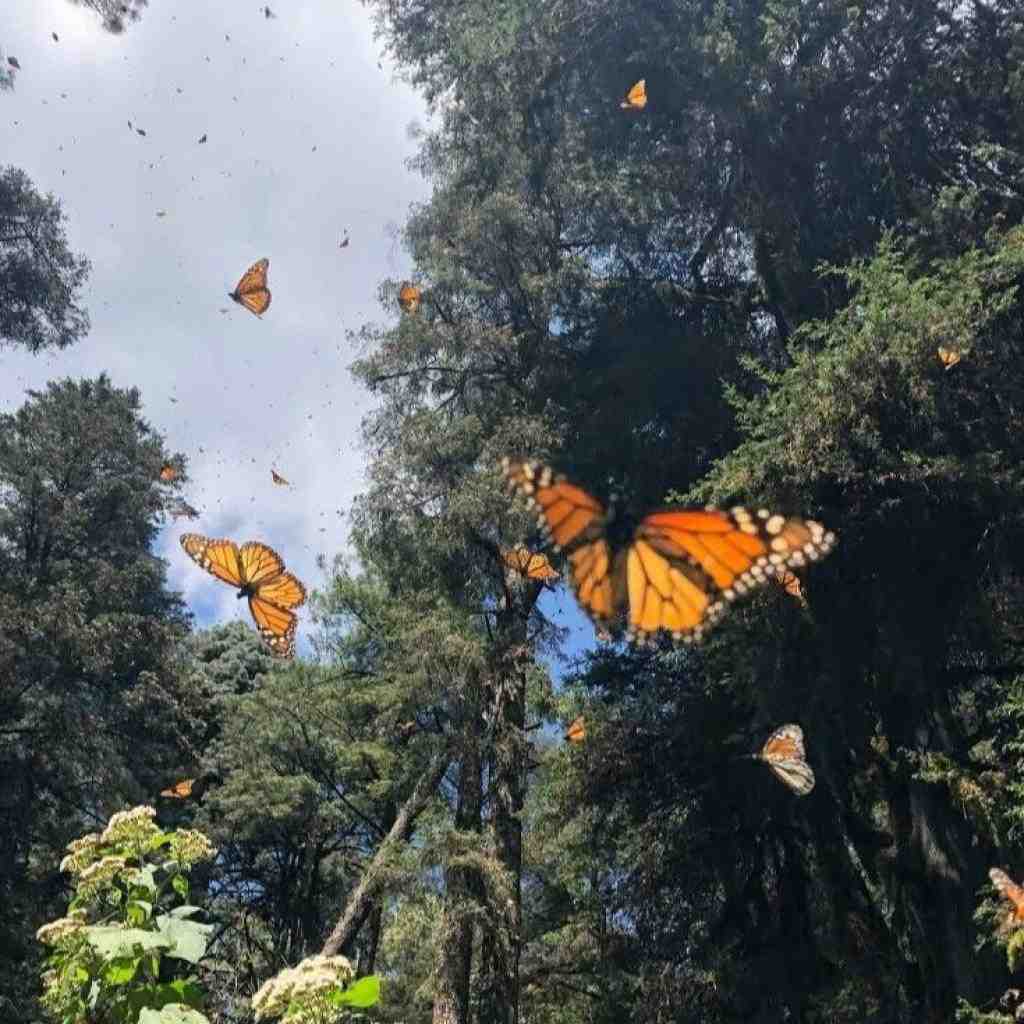 شاهین نجفی و سورنا و بهرام و هیچکس ایرانم