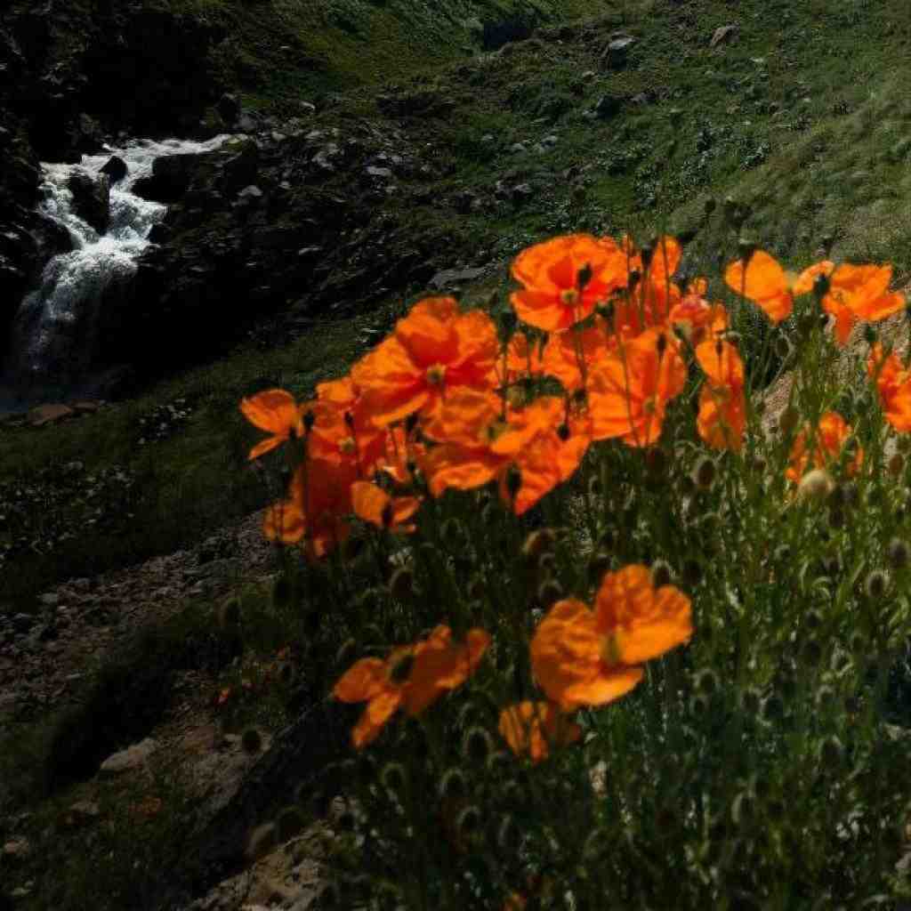 هیچکس و فدایی و یاس و فرهاد و ناجی نور