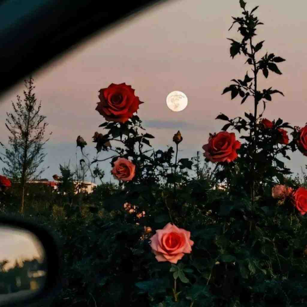 حصین و مسین و ایپکور به مولا