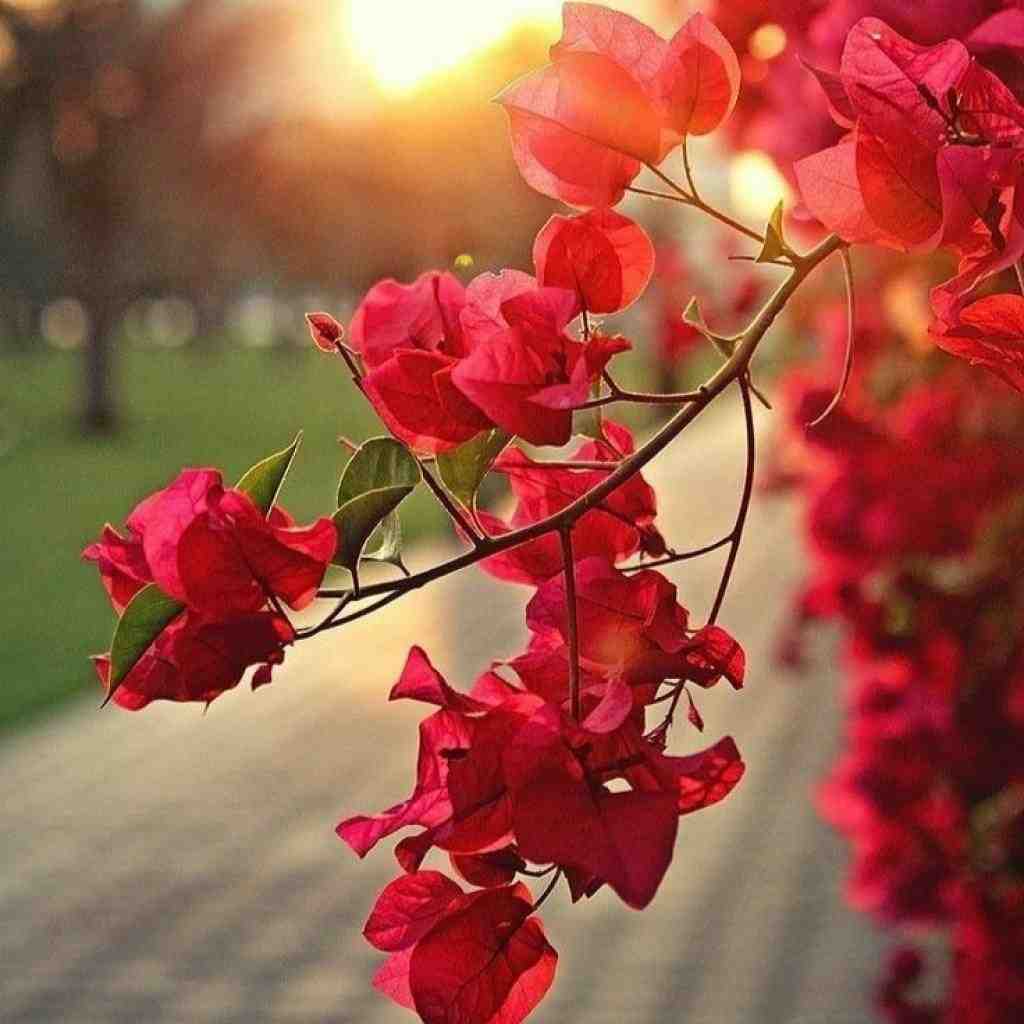 سورنا و مسلک و دانیال و ناجی مرحم