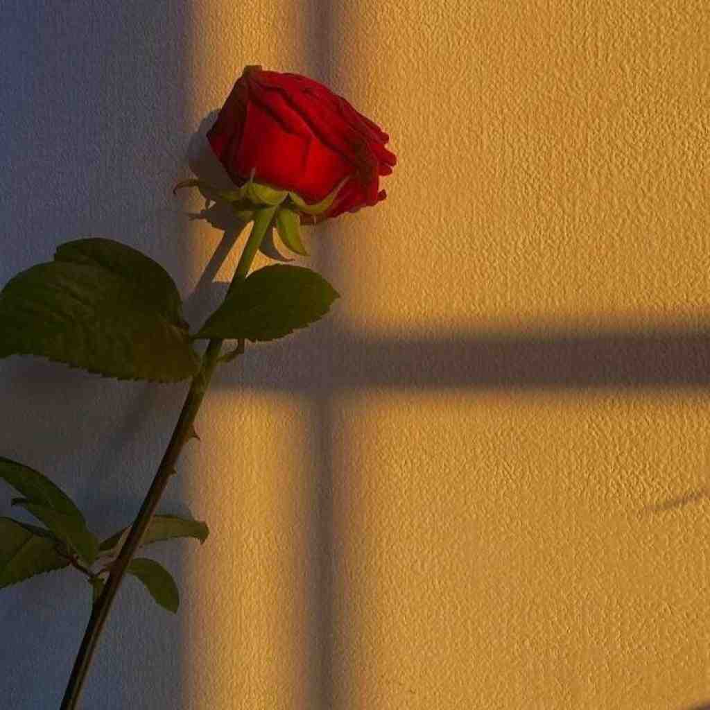 دانلود ریمیکس آفریده از سورنا و یاس و شایع و بهرام و فرشاد و یاسر بینام و عارض