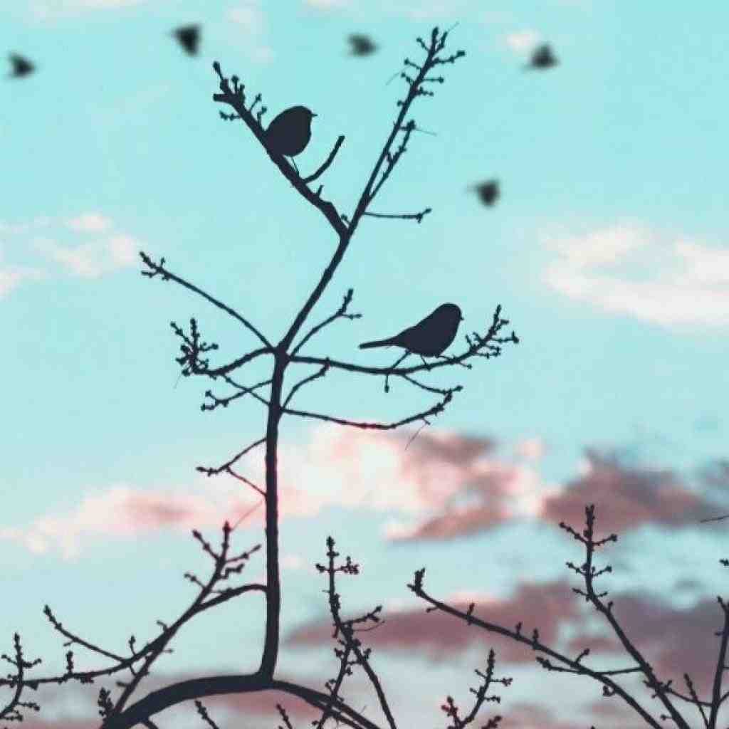 دانلود ریمیکس معجزه از ناجی و تتلو و خلوت و هیپهاپولوژیست و مسلک