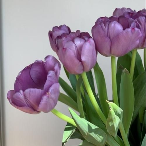 دانلود آهنگ فاطمه عطایی به نام دلبر دلبر