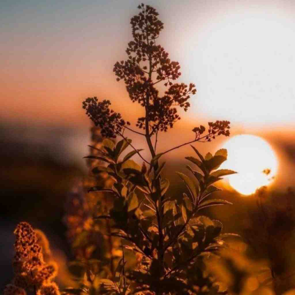 سورنا و عارض و پوری قمار