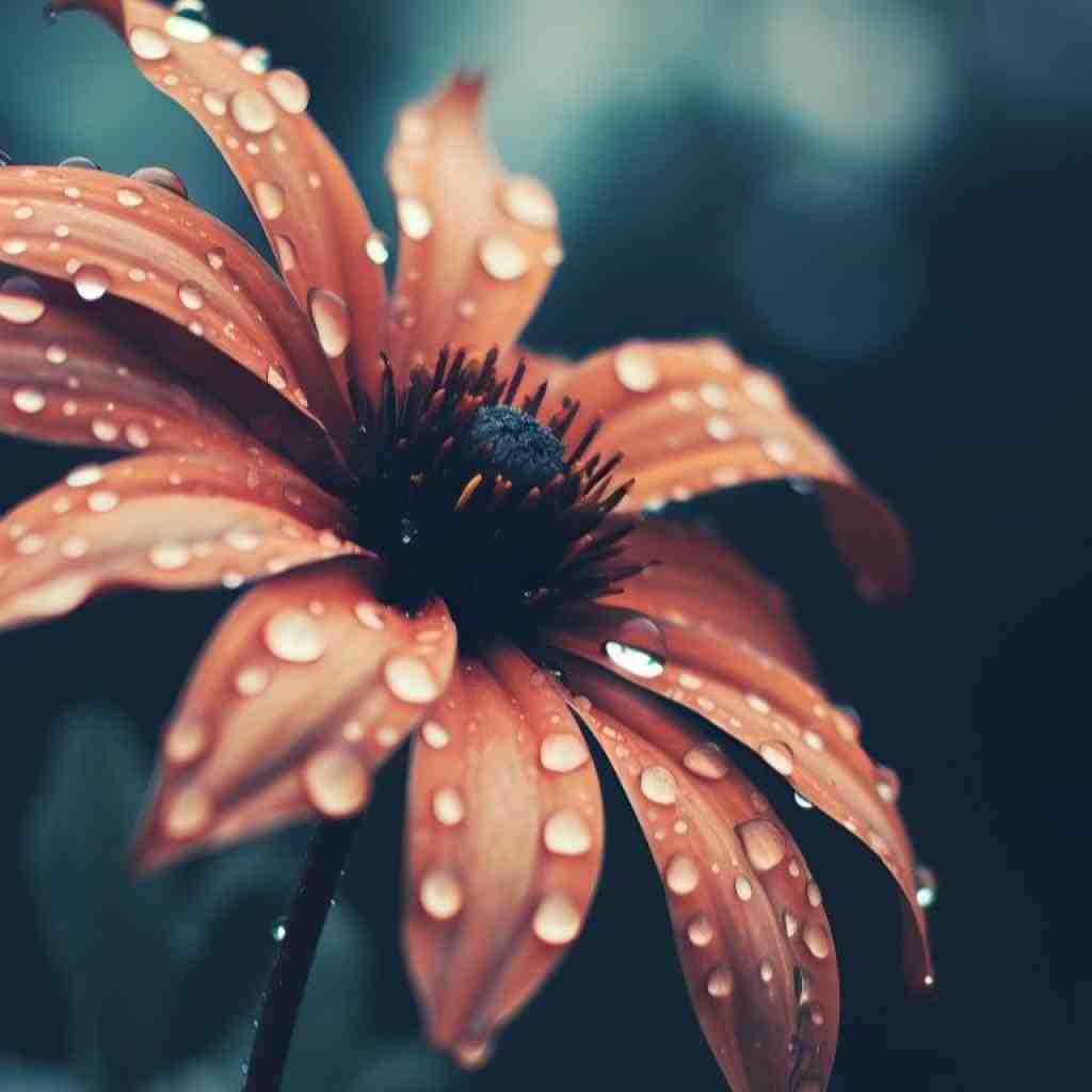 حصین و ام جی و ایپیکور کدکس